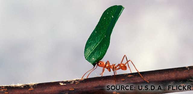 Leafcutter ant