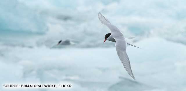 Arctic tern