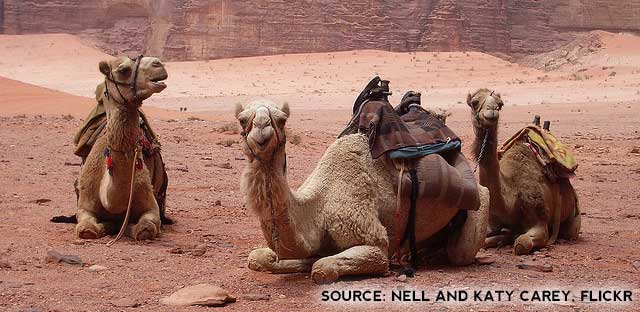 Camels