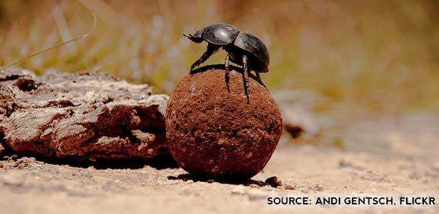 Dung beetle