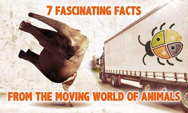 Animal world of moving