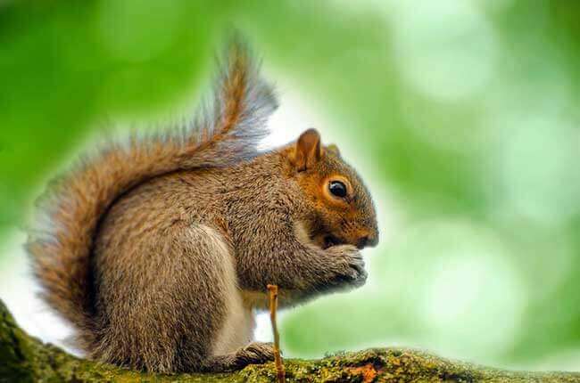 Grey squirrel