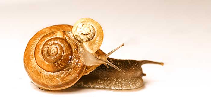 Earth snail
