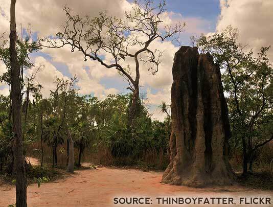 Large Termite Mound