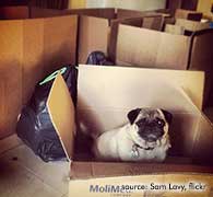 Dog in a moving box