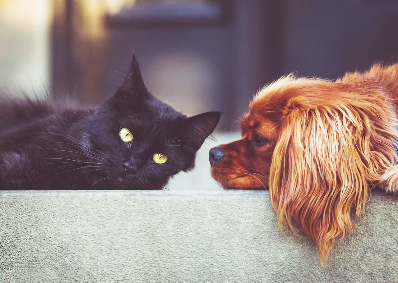 Moving with Pets